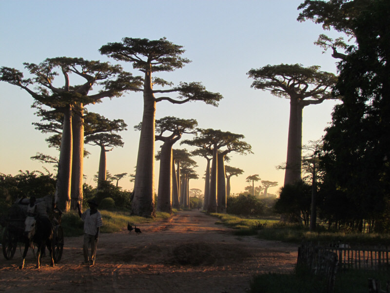 baobabs1