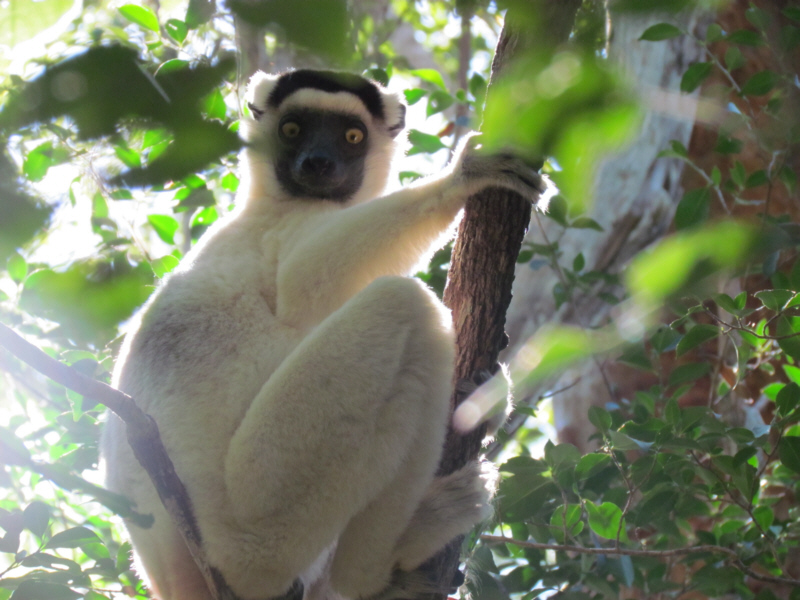 kirimbi1