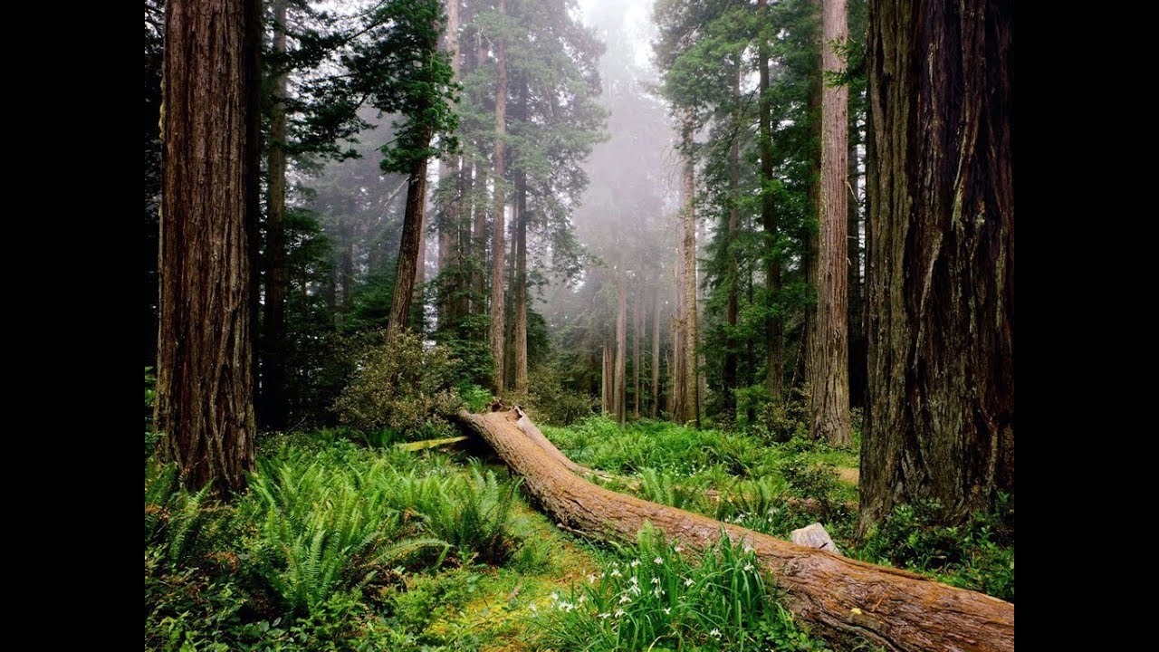 spaceredwoods