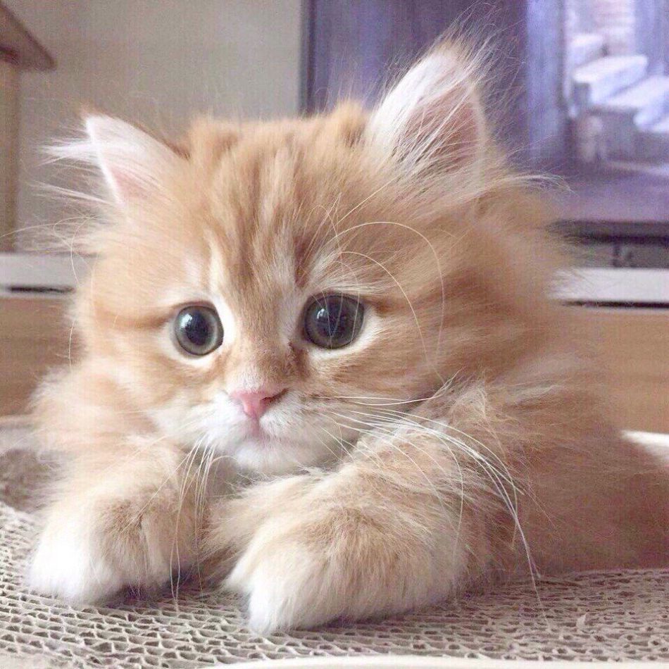 cute kitten